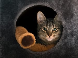 Read more about the article Best Reasons To Buy Your Cat A Cat Cave