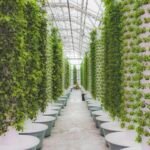 Reasons an Aeroponic System is a Must for Every Home