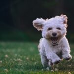 Decoding Your Dog’s Poop and How to Fix It