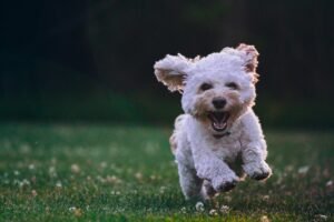 Read more about the article Decoding Your Dog’s Poop and How to Fix It